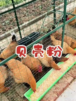 #养鸡 #养鸭#家禽贝壳粉 #贝壳粉工厂 #贝壳粉