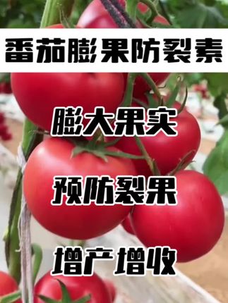 #番茄#番茄种植 #西红柿种植
