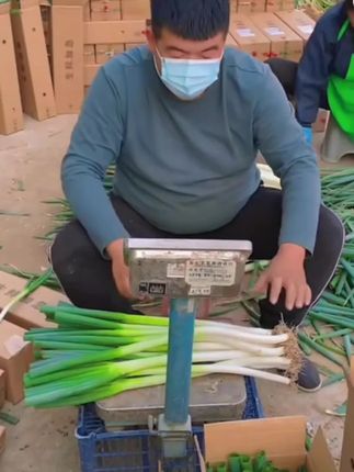 山东铁杆大葱新鲜现挖#源头好货 #新鲜蔬菜 #强烈推荐 #山东铁杆大葱 #新鲜现挖