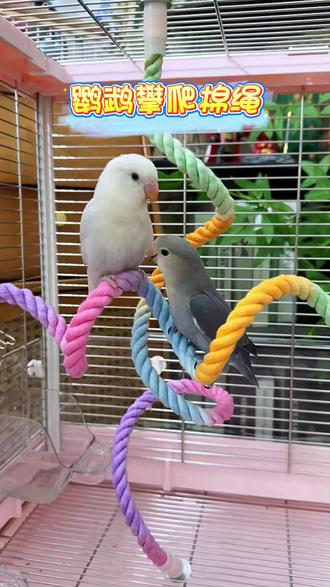 99%的人养鸟人都不知道,鹦鹉喜欢爬不喜欢飞,在鸟笼按个攀爬绳很有必要#鹦鹉攀爬绳 #萌宠好物 #鸟玩具 #鹦鹉