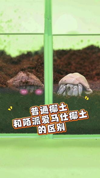普通椰土:凑合能用!陌派爱马仕椰土:它为什么可以这么丝滑! #寄居蟹 #神奇动物在抖音 #爱马仕椰土 #垫材 #爬宠