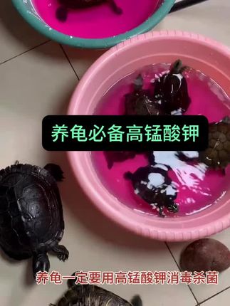 今天又给龟龟们消毒杀菌了,#宠物龟 #养龟日常 #家有宠物 #乌龟 #高锰酸钾