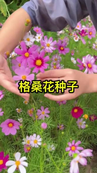 波斯菊花籽格桑花花种籽子四季播种开花室外庭院太阳野花种孑组合#格桑花种子 #优质农产品 #花卉绿植