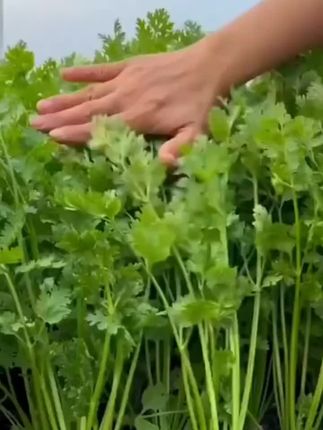 【速生香菜】四季快速香菜阳台室内花卉盆栽大叶耐热耐寒秋冬蔬菜#四季大叶香菜