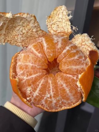 吃着像果冻一样细腻的爱媛果冻橙🍊!皮薄肉厚 清甜多汁 果香浓郁,还没有籽!直接吃或者吸着吃都巨好吃!#爱媛果冻橙 #橙子 #应季水果 #果冻橙 #爱媛38号果冻橙