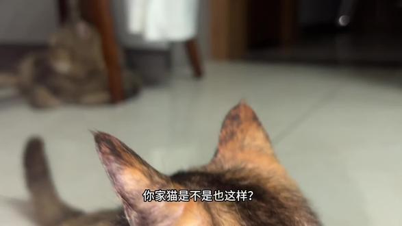 猫为什么爱推杯子?#真实生活分享计划 #养猫那些事 #喵星人社交 #三花猫 #家有喵星人