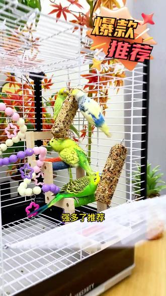 鸟笼里给鹦鹉挂个磨牙棒,鹦鹉啃咬磨嘴的同时还能补充营养,健康又美味#鹦鹉零食棒 #鹦鹉