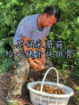 罗锅带你们体验山里人捡蘑菇捡到手软的快乐!挑点蘑菇芽炖它一锅排骨那叫一个鲜!#农村生活#农村美食#新农人计划2025 @京东MALL(深圳南山店) #京东MALL深圳店盛大开业