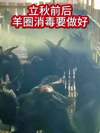 立秋前后羊圈消毒要做好#养殖技术交流 #牛羊养殖
