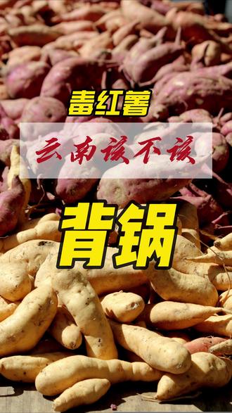 我是云南人,想为云南红薯说几句公道话 问题在人,不在土地;责任在多方,不在一方。#云南红薯 #食品安全