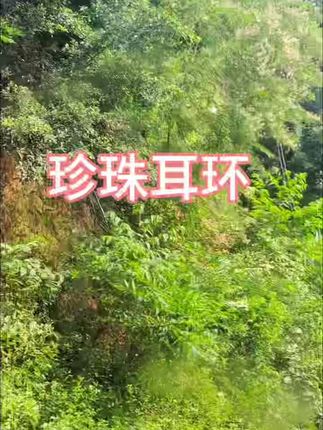 #珍珠耳环