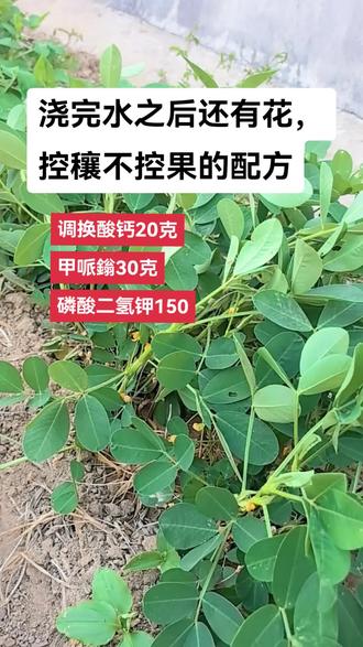 花生控穰不控果的配方#分享农业小知识