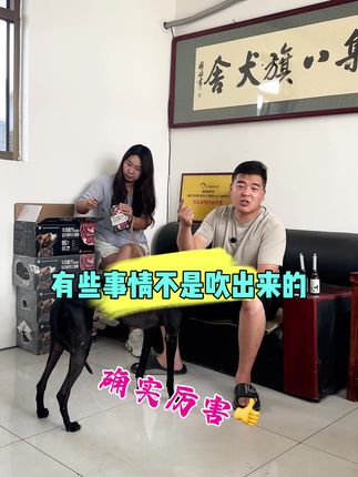 犬猫窝咳期间,不可散放,必须恒温保持静养!#格力犬 #格力犬爱好者 #猎兔 #猎兔犬 #猎兔犬猎兔犬