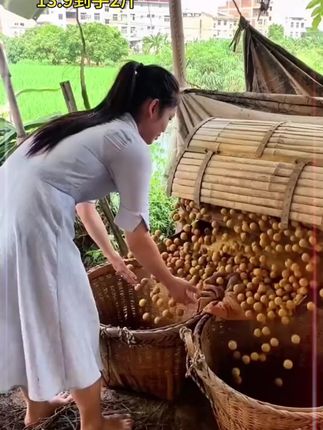 这款桂圆干来自福建莆田,个大肉厚,果肉香甜,喜欢吃的点下方链接囤点试试#桂圆干 #龙眼 #零食推荐 2