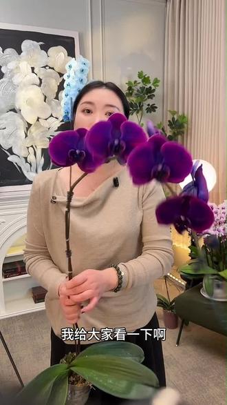 揭秘荷兰活体吸色蝴蝶兰,超惊艳! 活体吸色蝴蝶兰,对比染色花弊端,展示其美观持久。#金色池塘蝴蝶兰