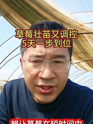 短期快速增粗草莓 #草莓种植