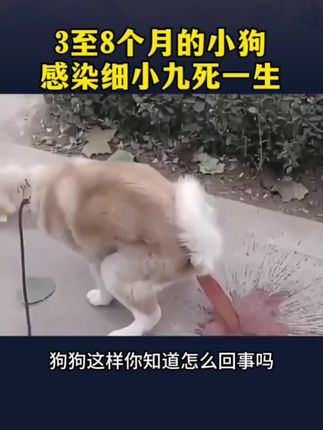 3到8个月的狗狗感染细小全瘟#狗狗#养狗经验分享 #细小 #涨知识 #正能量
