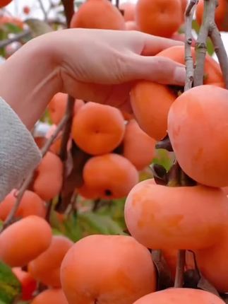 咬开阳丰柿子,竟是巧克力般的丝滑内馅,甜而不腻,无核无涩,每口都是秋冬的浓醇馈赠。#巧克力脆柿子 #柿子 #优质农产品