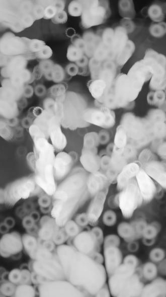 落叶折叠成诗 醴陵的梧桐叶黄了