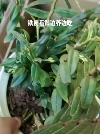 铁皮石斛苗 #铁皮石斛苗#铁皮石斛@DOU+小助手