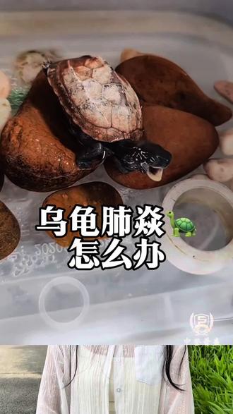 #养龟日常 #龟龟 #乌龟肺炎 #乌龟肠炎 #养龟人 @抖音小助手
