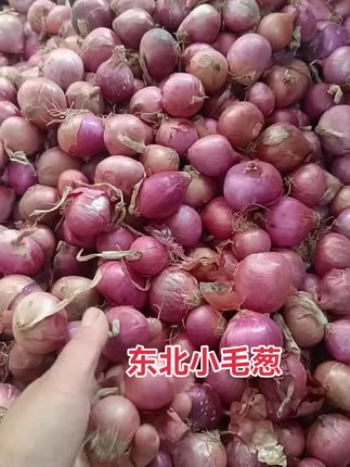 #毛葱#东北毛葱
