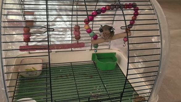 一星期前放生的小文鸟又回来了