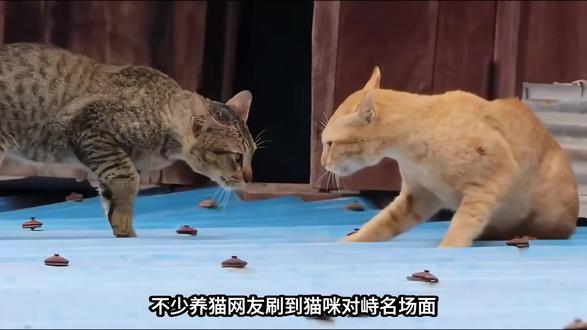 为啥猫咪对峙总发出沙哑低吼,嘴巴还不停嚼东西? 为啥猫咪对峙总发出沙哑低吼,嘴巴还不停嚼东西?90% 铲屎官都不知道#猫的迷惑行为 #喵星人 #萌宠冷知识 #嚼口香糖回血 #土猫