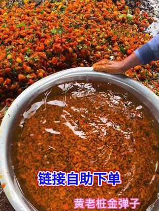 金弹子 2025新鲜籽籽#金弹子种子 #三农 #金弹子盆景