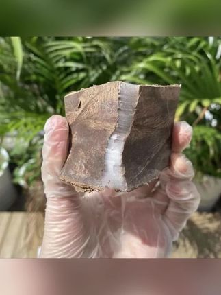 四川高山羊妹高山杜仲老树泡茶煲汤手工制作而成包邮