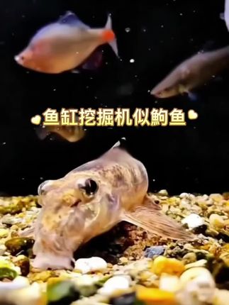 别再手动洗沙了!这“鱼缸挖掘机”把底砂扫得比脸干净 还在为底砂藏鱼便、残饵发臭头疼?每次翻砂洗缸累到直不起腰?赶紧请似鮈鱼这位“原生清洁大神帮你吧!#鱼缸里的大自然 #养鱼日记 #水族爱好者 #似驹鱼 #抖音推广