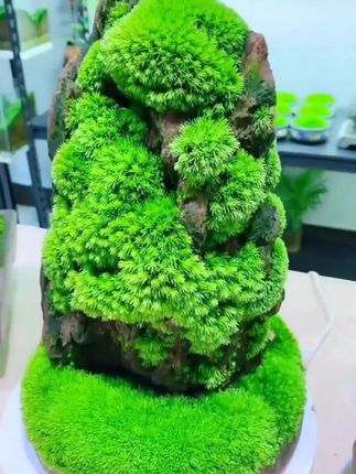 随手往花盆吸水石一撒,没几天就绿油油毛茸茸的苔藓世界。#微景观 #造景 #苔藓微景观 #盆景 #花卉绿植