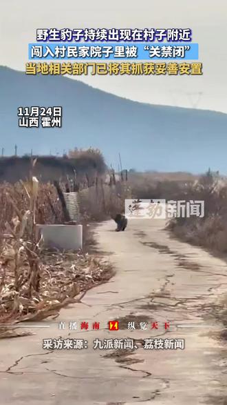 野生豹子持续出现在村子附近,闯入村民家院子里被“关禁闭”当地相关部门已将其抓获妥善安置#野生动物零距离 #随拍 #猫科动物 #宠物