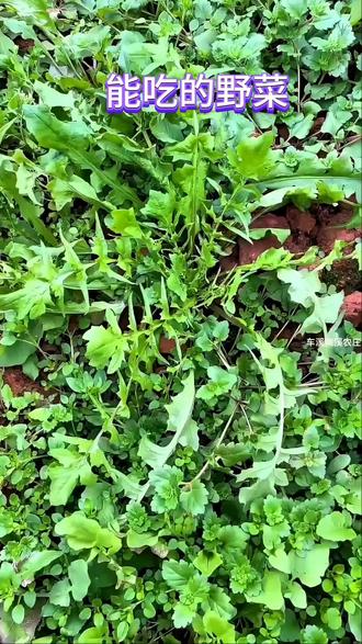 吃法:焯水凉拌、清炒,鼠曲草、艾草可做米果青团;蒲公英、茵陈、紫花地丁、鬼针草、车前草可制成茶,且药食同源。