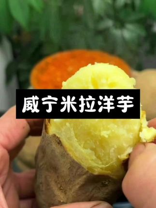 贵州的老品种米拉洋芋,又粉又面又香的,吃一次爱一次,好吃停不下来,你们喜欢吗?喜欢的老乡抓紧下手了喽!#威宁米拉洋芋#老品种洋芋#好吃停不下来#爱生活爱美食#贵州特色美食