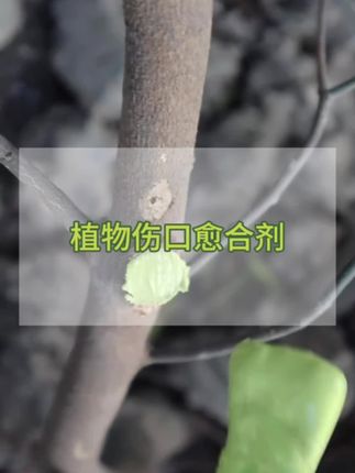 给果树修剪完之后,一定要记得给它涂抹一下这个植物伤口愈合剂,#伤口愈合剂 #养花小知识 #伤口愈合 #愈合剂 #植物伤口涂补剂