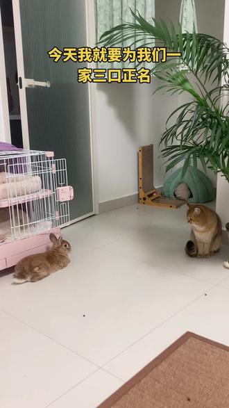 我就知道事情没有这么简单#创作者扶持计划 #猫兔大战 #兔兔这么可爱