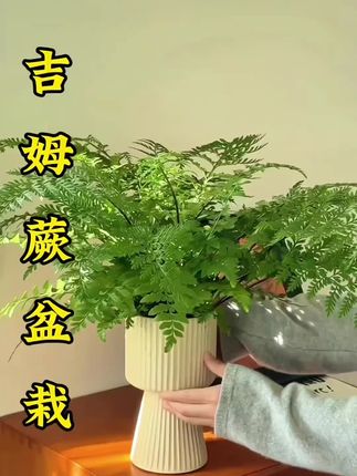 吉姆蕨盆栽 #吉姆蕨#吉姆蕨盆栽 #养花小妙招 #家庭种植 #植物知识