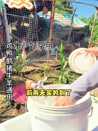 #养鸡人 #养鸡知识分享 #散养土鸡