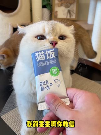 趁现在有活动给咱家猫猫尝尝呀#猫咪的迷惑行为