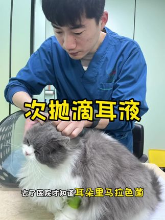 #乐爪 #乐爪洗耳液 #乐爪次抛洁耳液#猫咪用品 #猫咪用品好物推荐