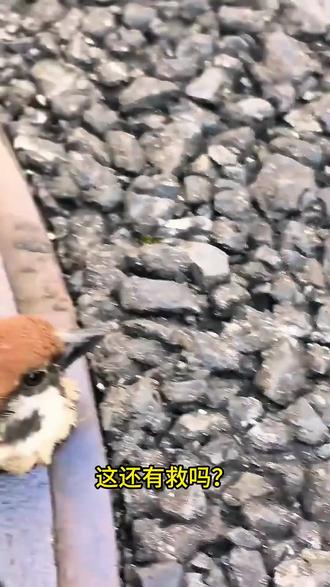 这些动物还有救吗 #科普 #神奇动物在抖音 #宠物 #动物的迷惑行为 #动物成精