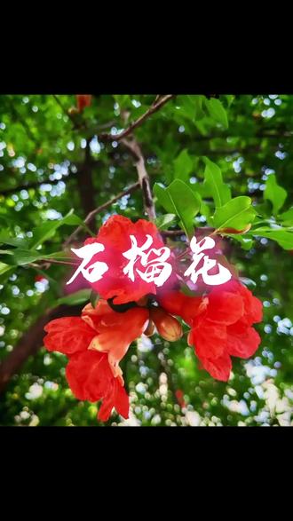 #这也能开播 #返工开播的一天 #一分钟画一幅石榴花
正月头,在我们潮汕,石榴花和仙草都是必备的居家良品