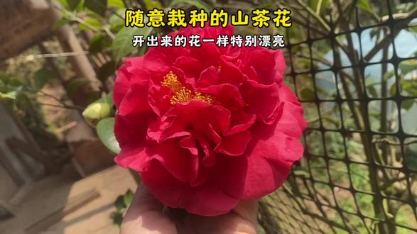 随意栽种的山茶花,开出来的花一样特别漂亮 #农村小院 #大红茶花 乡土情怀·花语传情 一个深植于乡土的花卉匠人。我不仅种植花朵,更是传承文化的使者。每一朵花背后都有一段故事,我愿通过我的镜头,讲述这些故事,传递花语中蕴含的美好寓意。