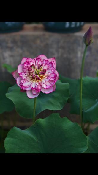 碗莲『惊艳十八』,真的花如其名!