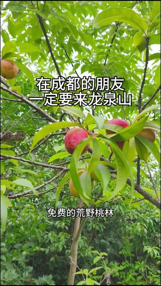 成都龙泉山的荒废的野生桃林#日常生活 #天然氧吧