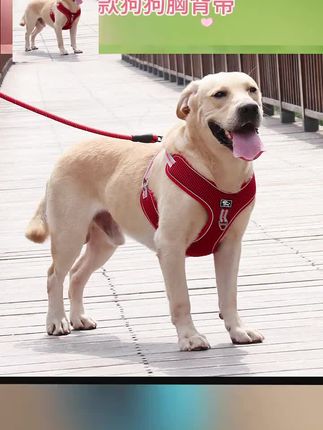 夏季狗狗胸背带透气不勒遛狗通用中大型犬萌宠物牵引绳大小可调节#胸背 #胸背推荐 #宠物胸背 #宠物胸背推荐