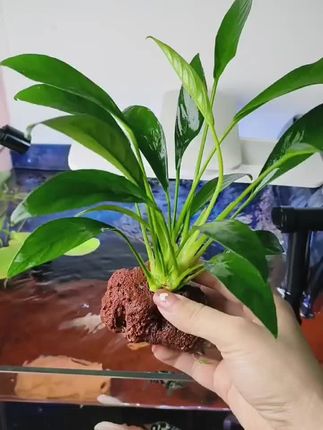 #新手养鱼日记 火山石颗粒就是这么好用#保存技巧 #怎么洗头5天不油