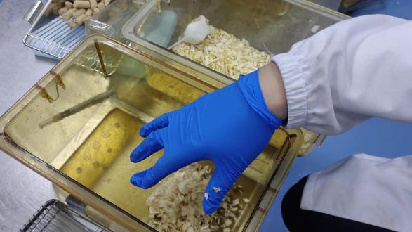 可爱的小白鼠吖,可爱的,凑凑的 #小白鼠 #实验室 #医工交叉 #实验