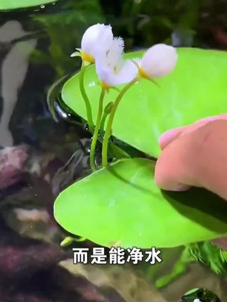 #一叶莲#净化水质#水草 #鱼缸里的大自然 #养鱼必备